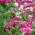 Polygonum orientale